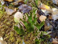 Peltigera aphthosa