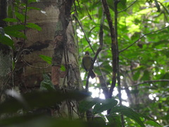 Phyllastrephus xavieri