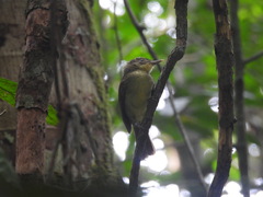 Phyllastrephus xavieri