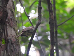 Phyllastrephus xavieri