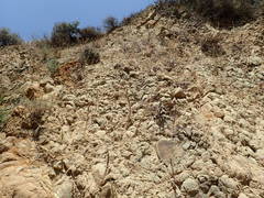 Sairocarpus vexillocalyculatus vexillocalyculatus