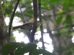 Phyllastrephus xavieri