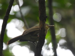 Phyllastrephus xavieri