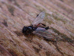 Bibio palliatus