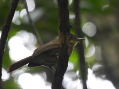 Phyllastrephus xavieri