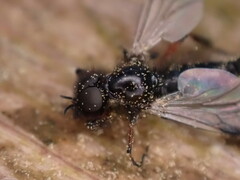 Bibio palliatus