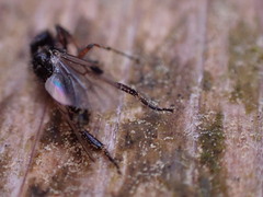 Bibio palliatus