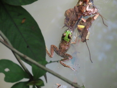 Lithobates vaillanti