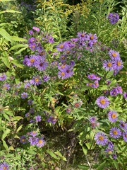 Symphyotrichum novae-angliae
