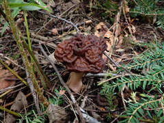 Gyromitra