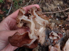 Gyromitra