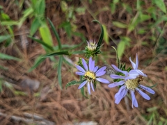 Eurybia hemispherica