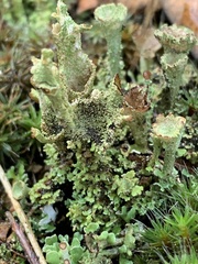 Cladonia chlorophaea