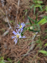 Eurybia hemispherica