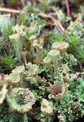 Cladonia chlorophaea