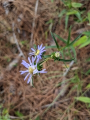 Eurybia hemispherica