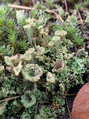 Cladonia chlorophaea