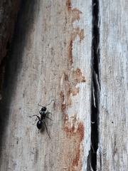 Camponotus pennsylvanicus