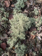 Cladonia uncialis