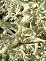 Cladonia uncialis