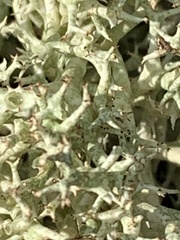 Cladonia uncialis