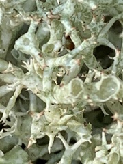 Cladonia uncialis