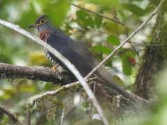 Cuculus solitarius
