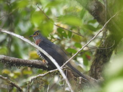 Cuculus solitarius