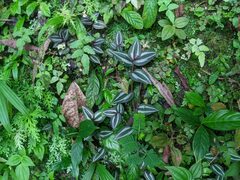 Tradescantia zebrina