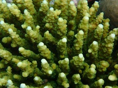 Acropora