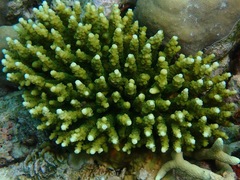 Acropora