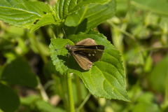 Hesperiini