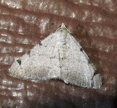 Digrammia triviata