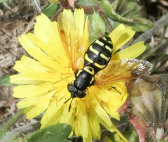 Chrysotoxum festivum