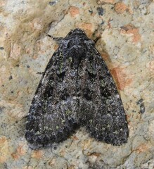 Paramiana smaragdina