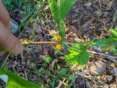 Triosteum aurantiacum