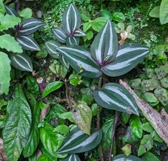 Tradescantia zebrina