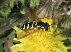 Chrysotoxum festivum