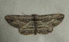 Iridopsis obliquaria