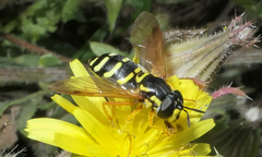 Chrysotoxum festivum