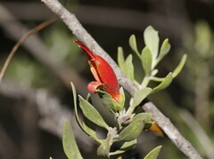 Eremophila glabra