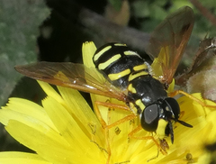 Chrysotoxum festivum