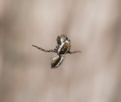 Salticidae