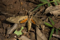 Protambulyx strigilis