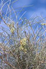 Hakea lorea