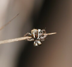 Salticidae