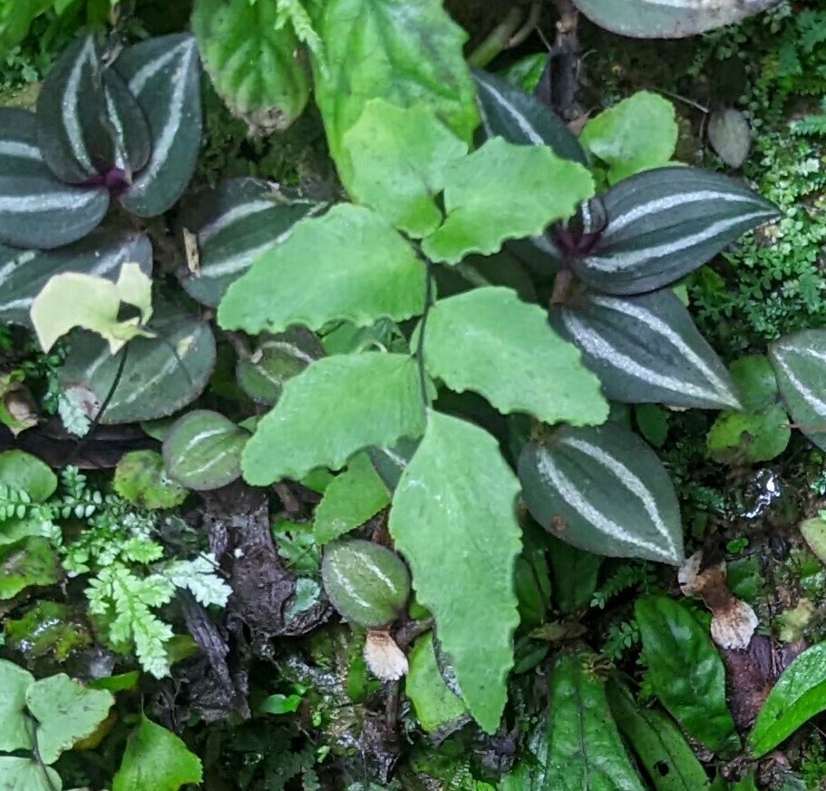 Adiantum nudum (Adiantum nudum)