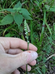 Spiranthes ovalis erostellata