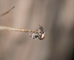 Salticidae