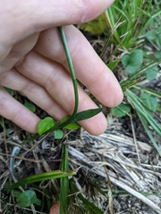 Spiranthes ovalis erostellata